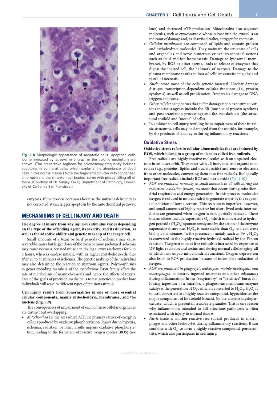 Preview page of Robbins Essential Pathology