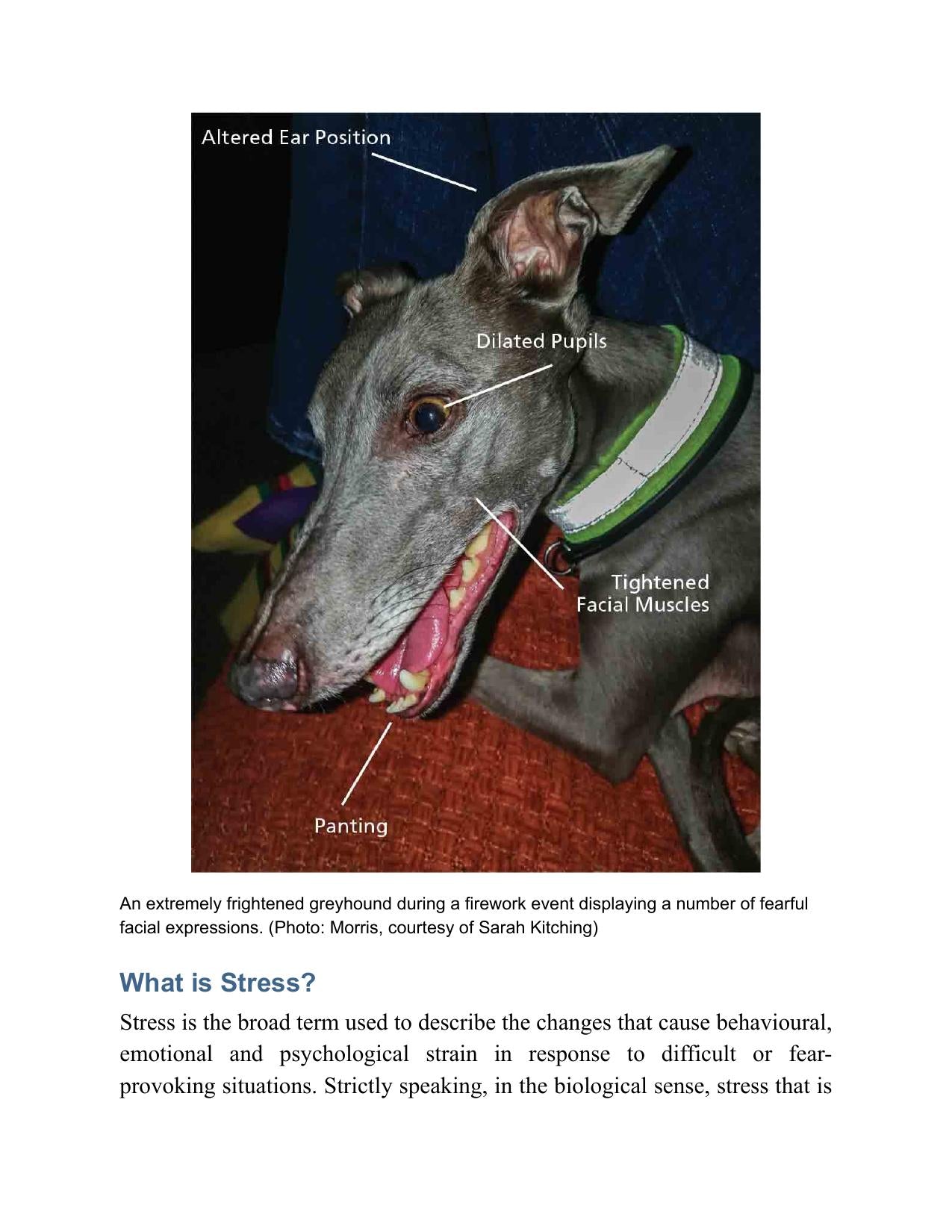 Fear And Anxiety In Dogs