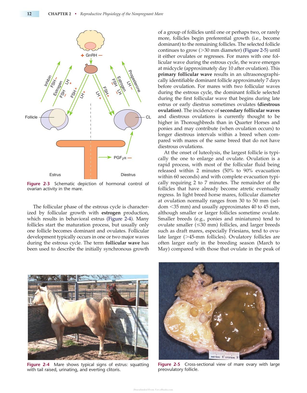 Manual Of Equine Reproduction 3Rd Edition