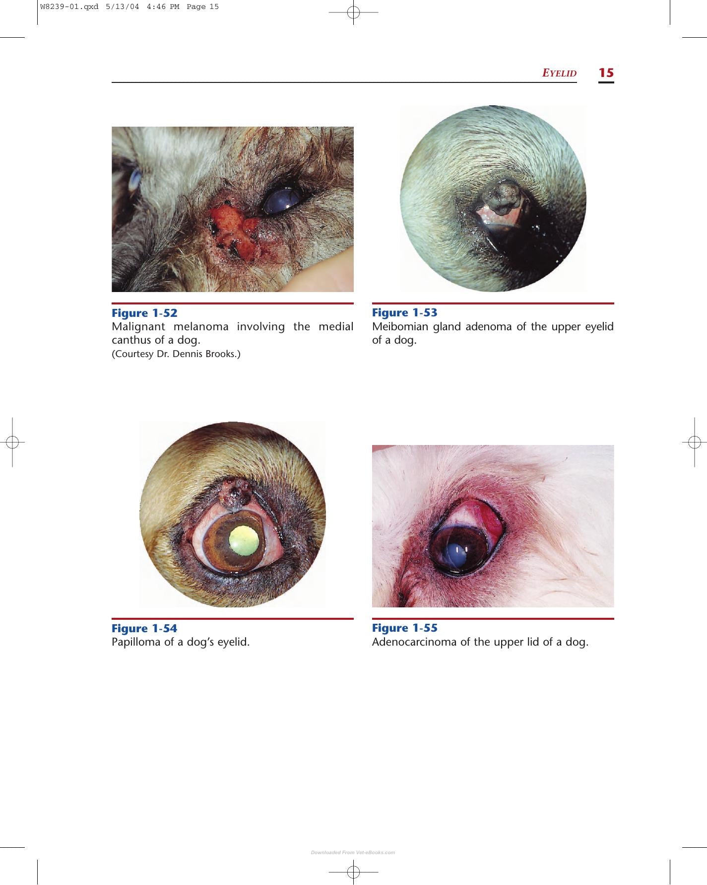 Color Atlas Of Canine And Feline Ophthalmology