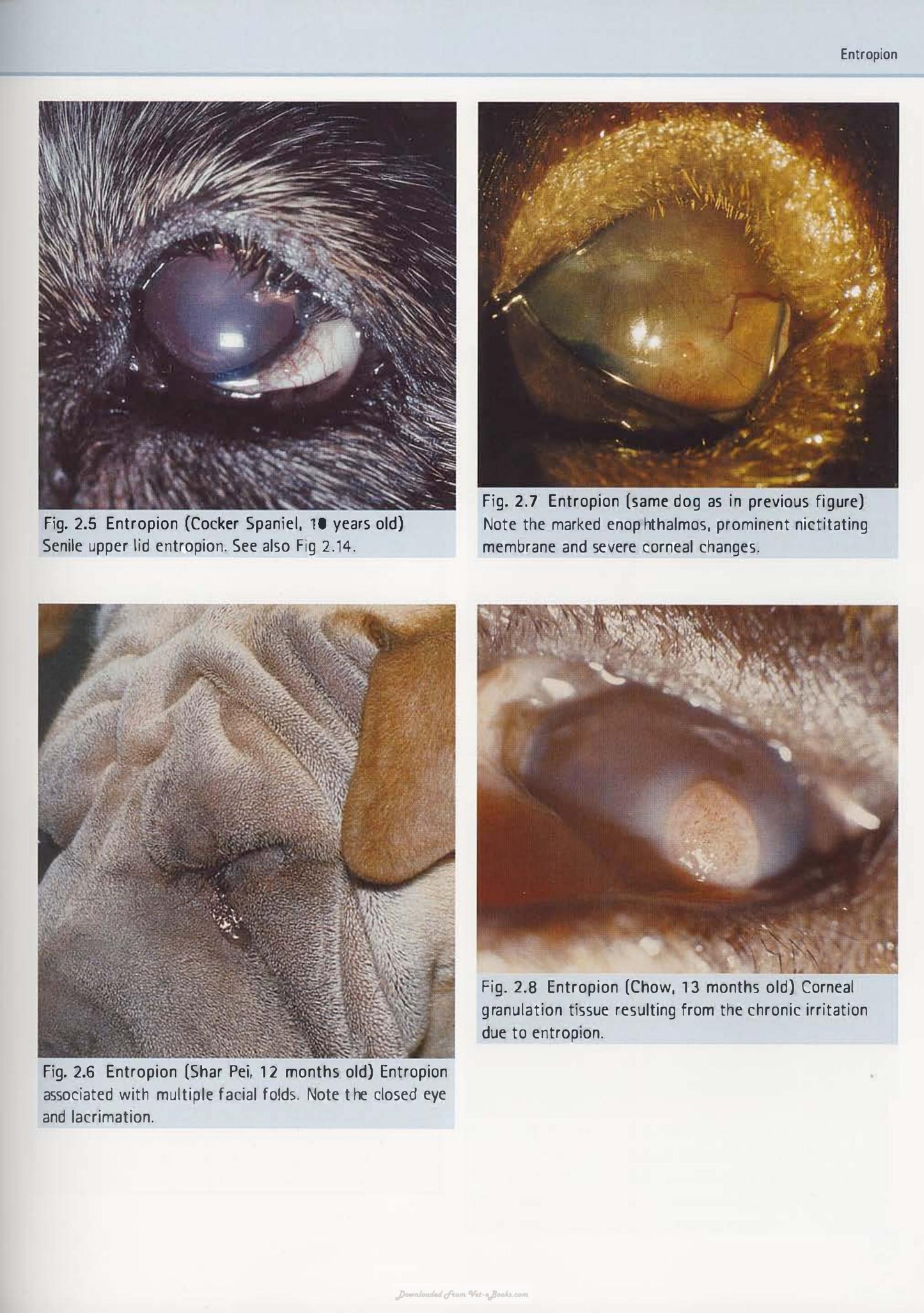 Diagnostic Atlas Of Veterinary Ophthalmology