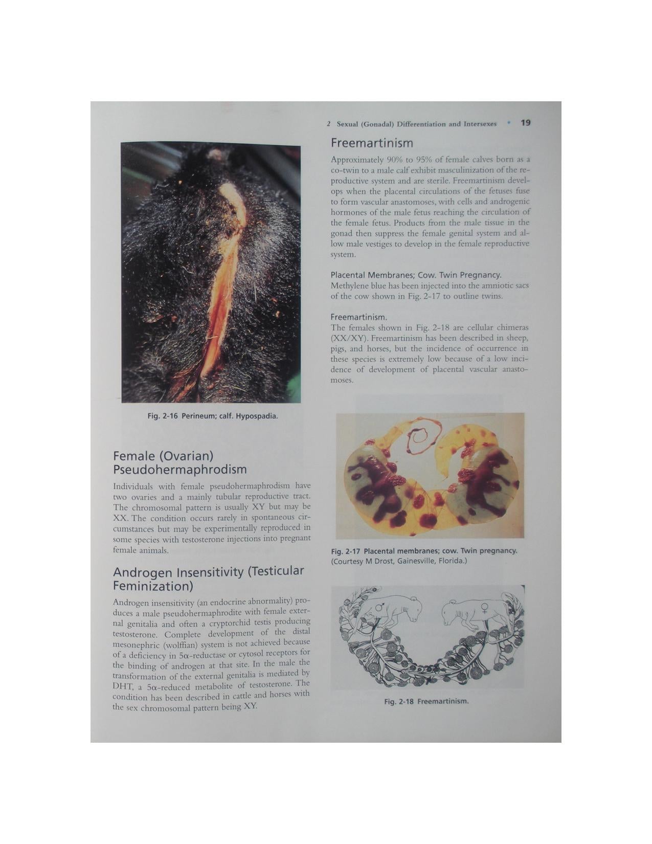 Color Atlas Of Reproductive Pathology Of Domestic Animals