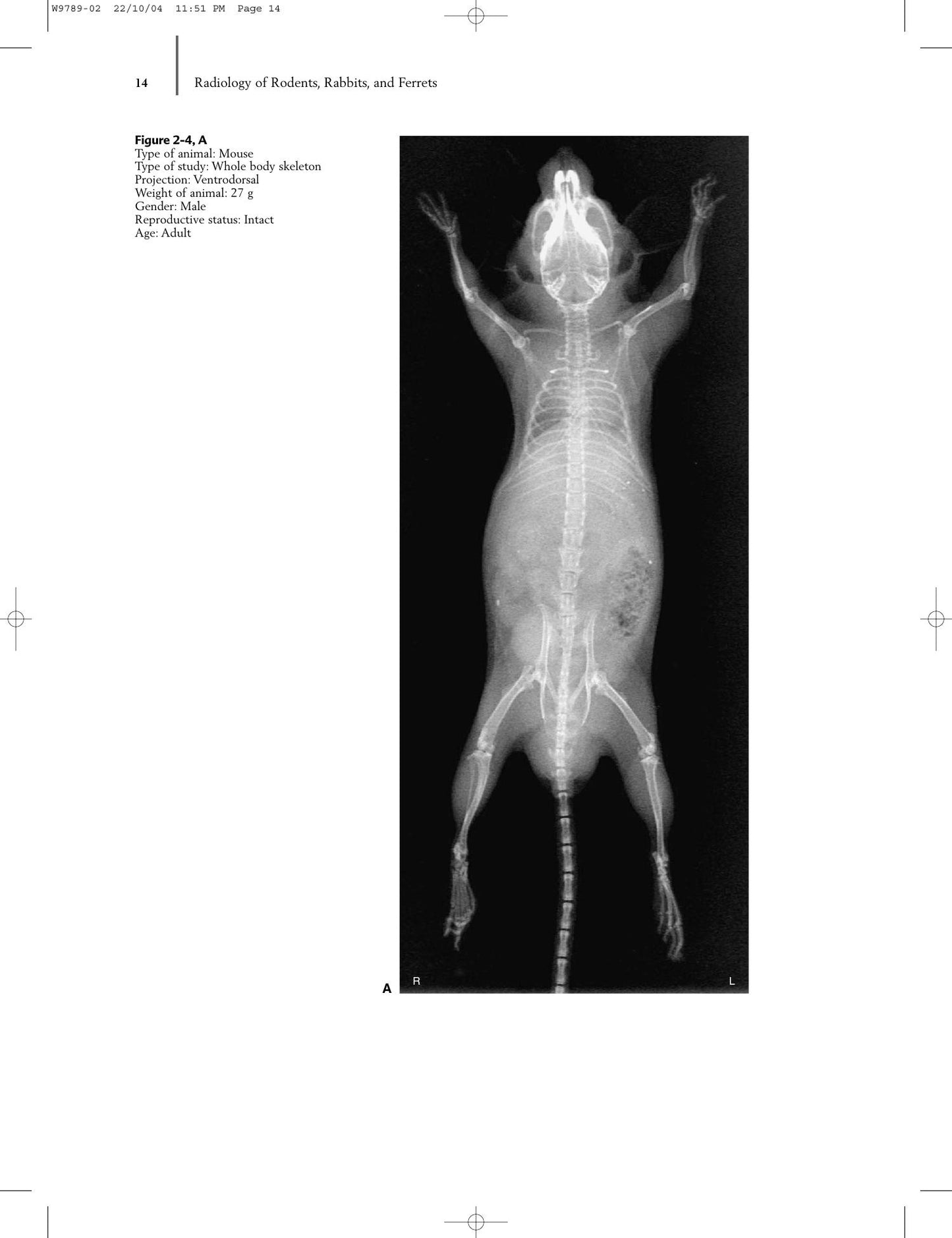 Radiology Of Rodents Rabbits And Ferrets An Atlas Of Normal Anatomy And Positioning