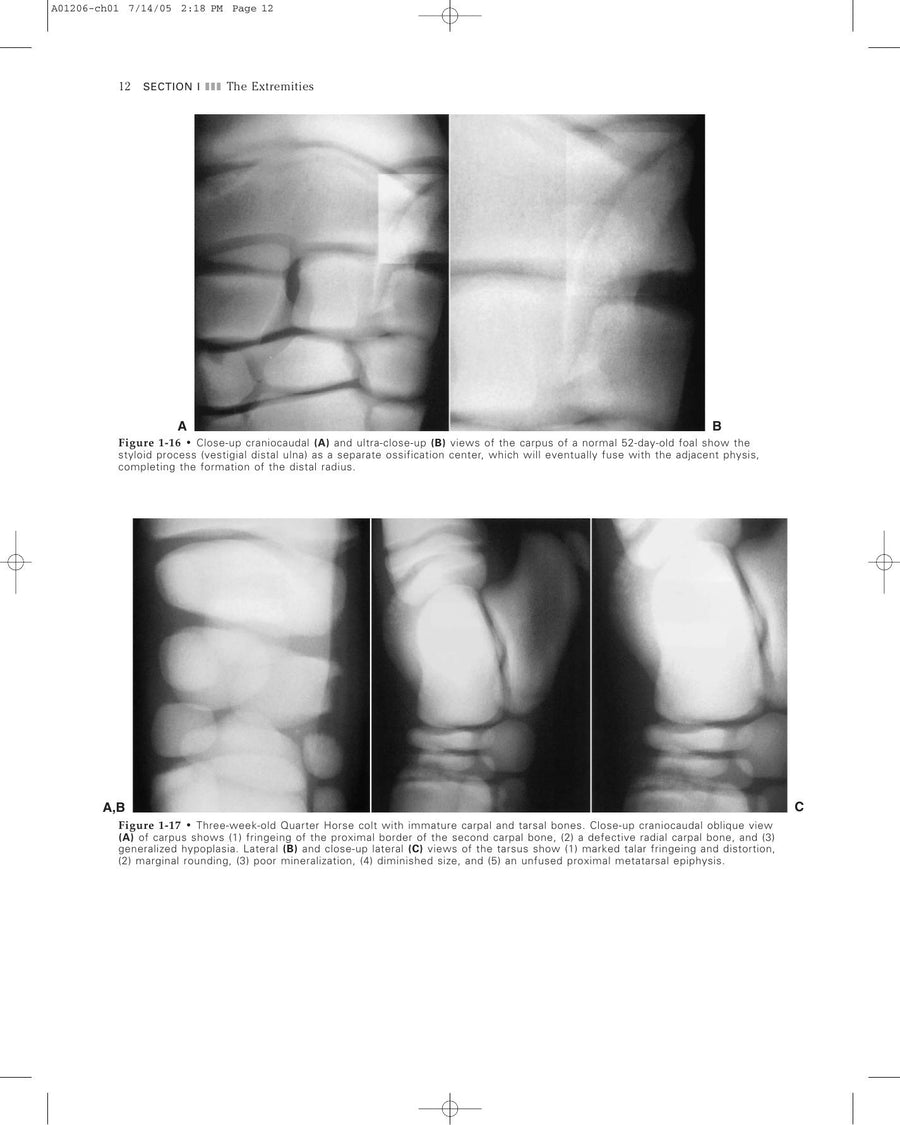 Preview page of Veterinary Diagnostic Imaging the Horse