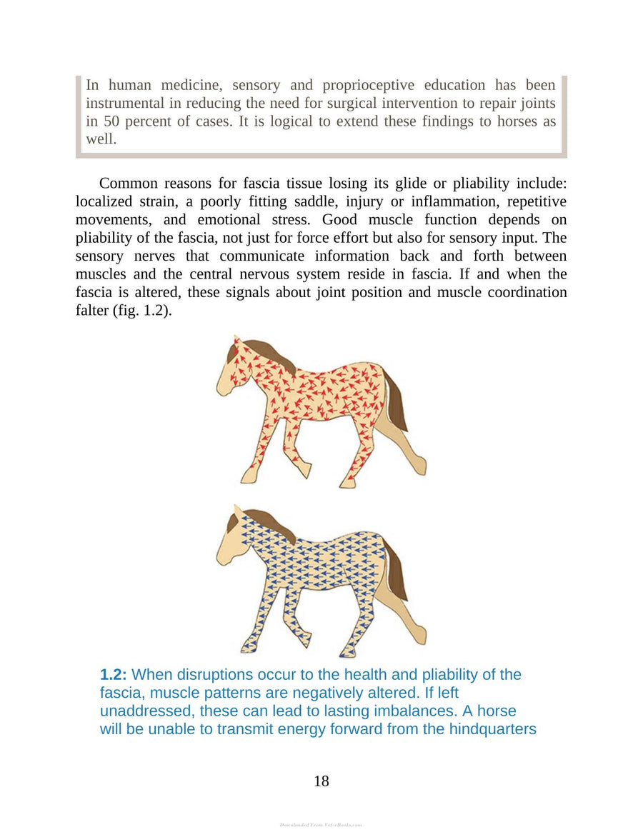 Preview page of 55 Corrective Exercises for Horses Resolving Postural Problems Improving Movement Patterns and Preventing Injury