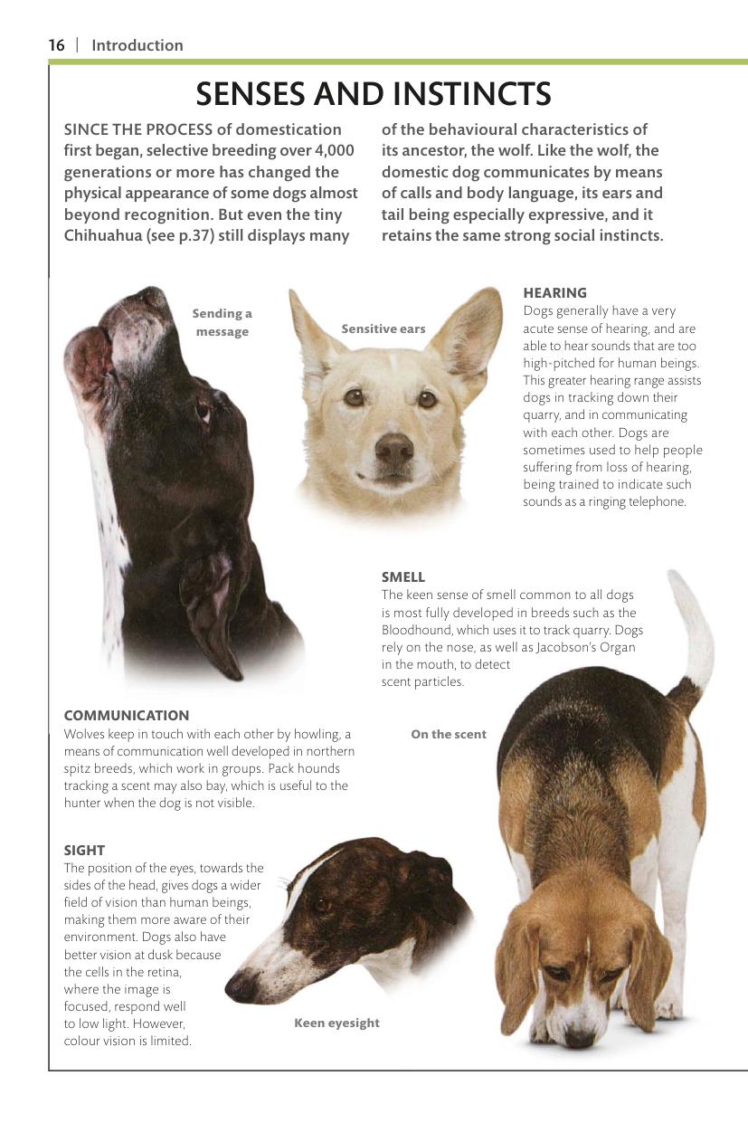 Dogs Dk Handbooks