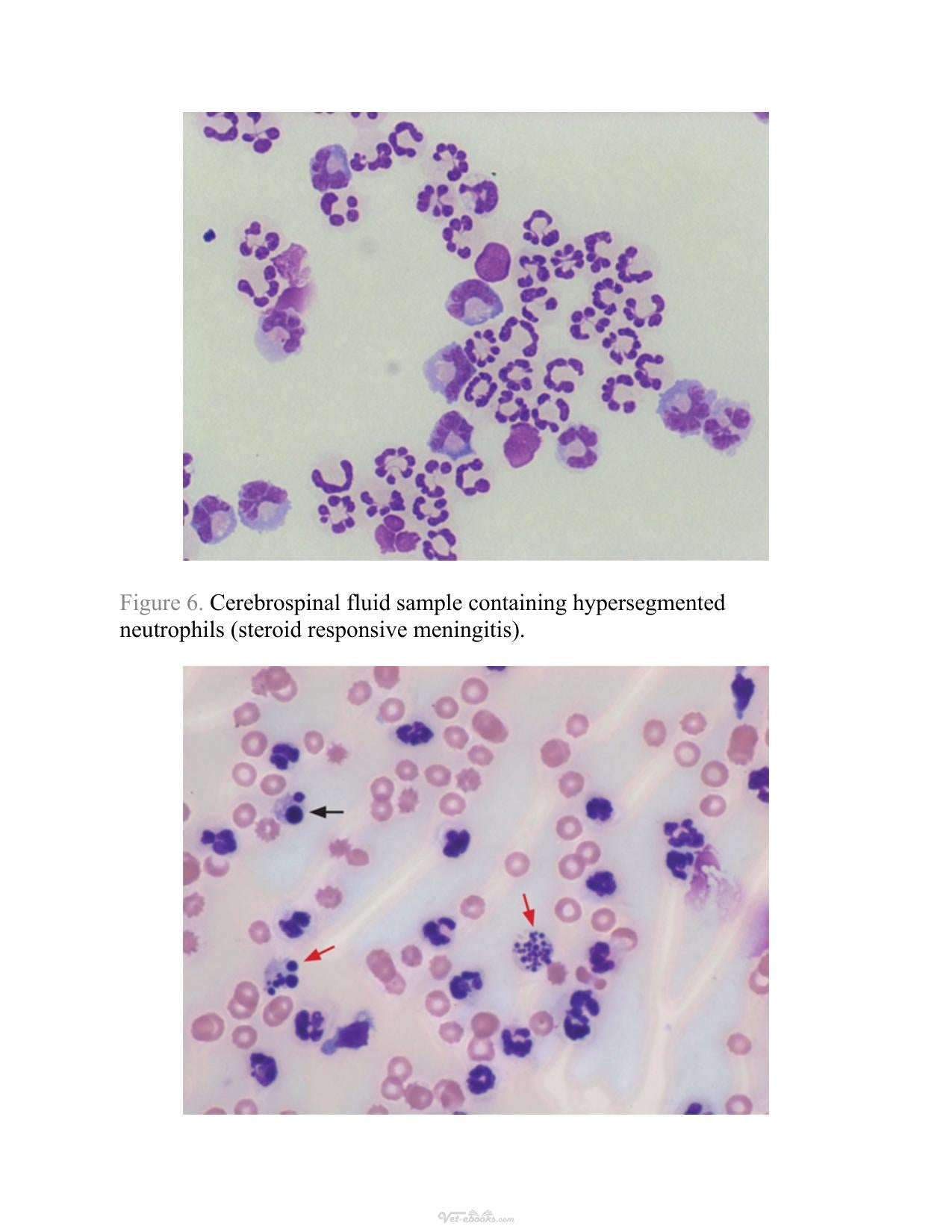 Atlas Of Diagnostic Cytology In Small Animals