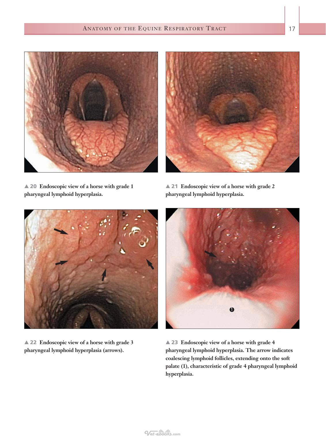 Respiratory Diseases Of The Horse A Problem Oriented Approach To Diagnosis And Management