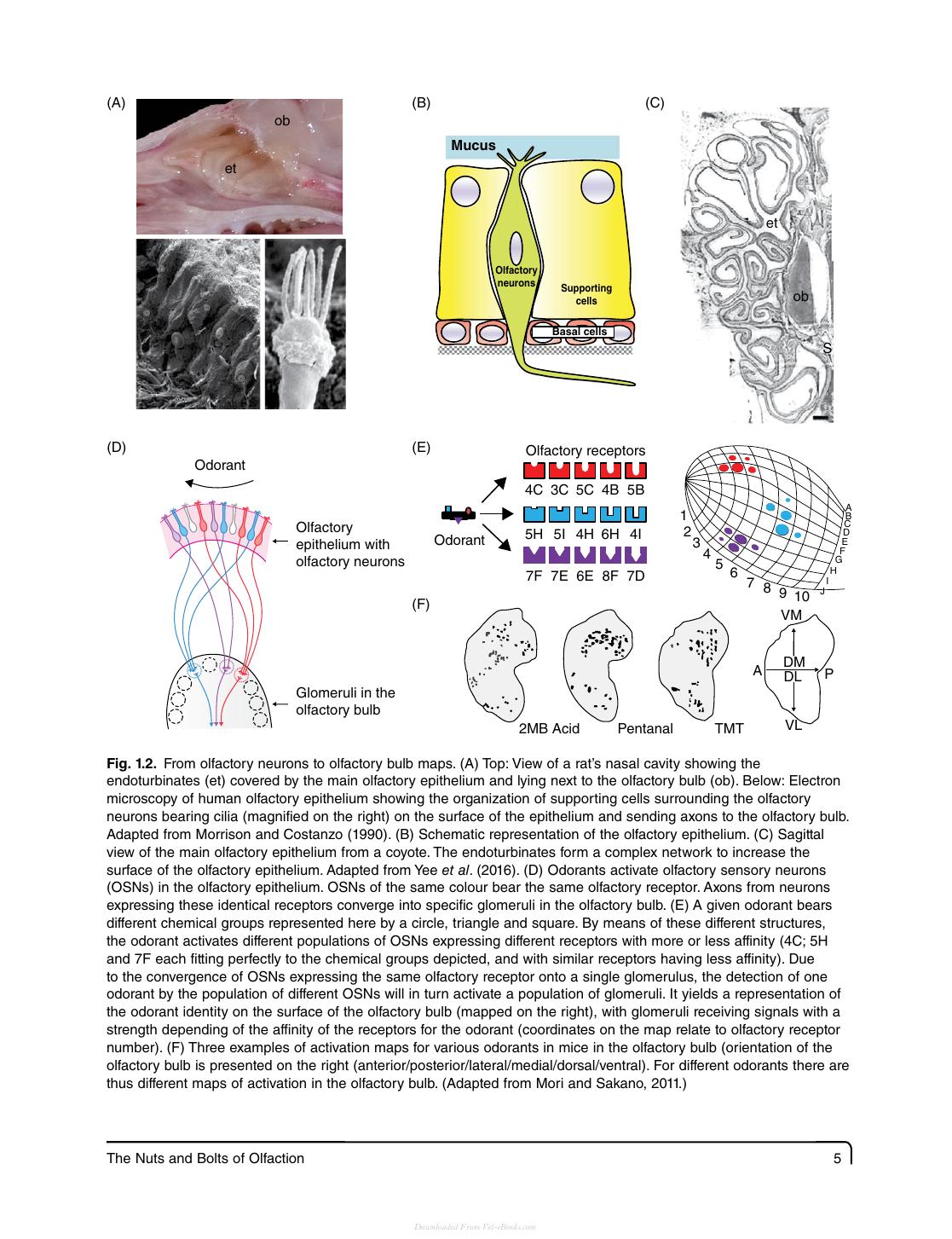 Olfaction In Animal Behaviour And Welfare