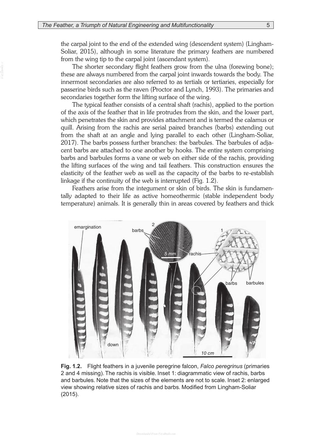 Poultry Feathers And Skin The Poultry Integument In Health And Welfare