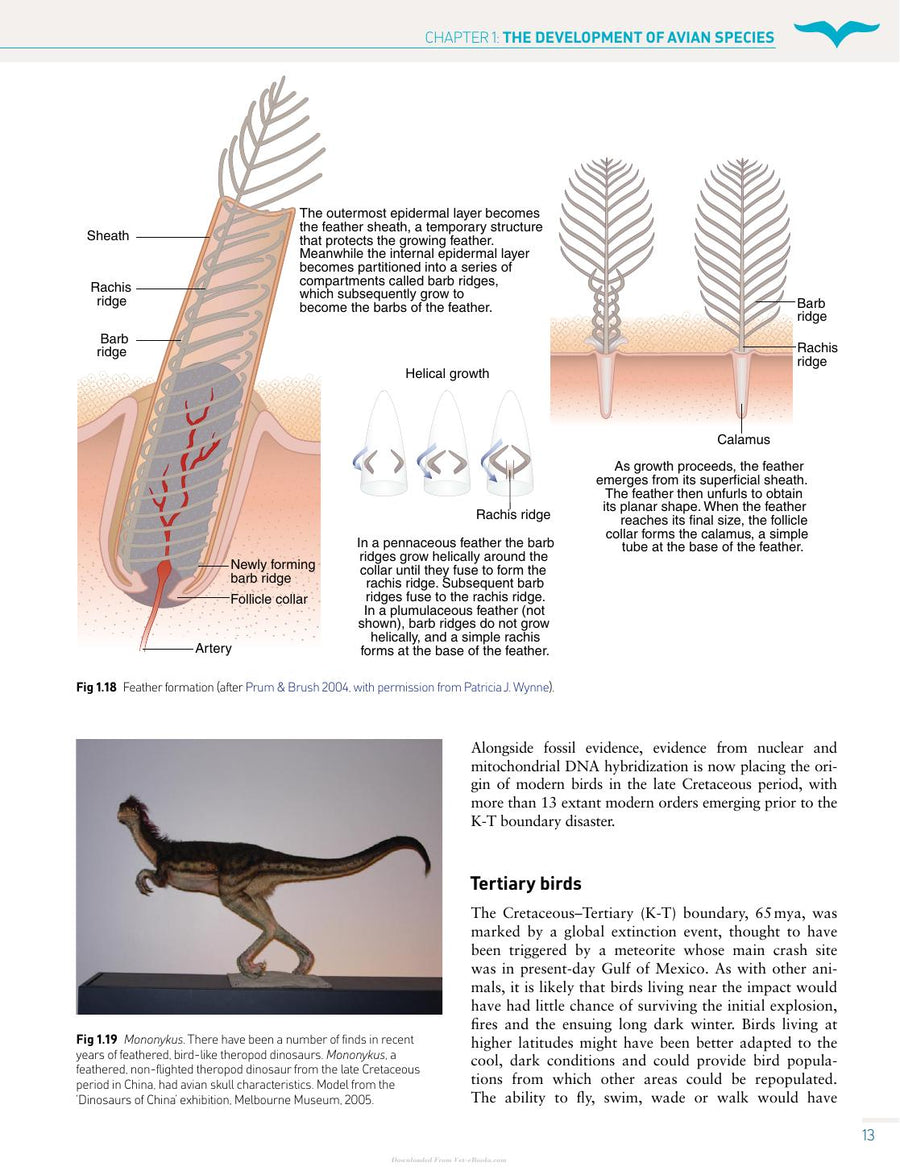Preview page of Handbook of Avian Medicine 2nd Edition
