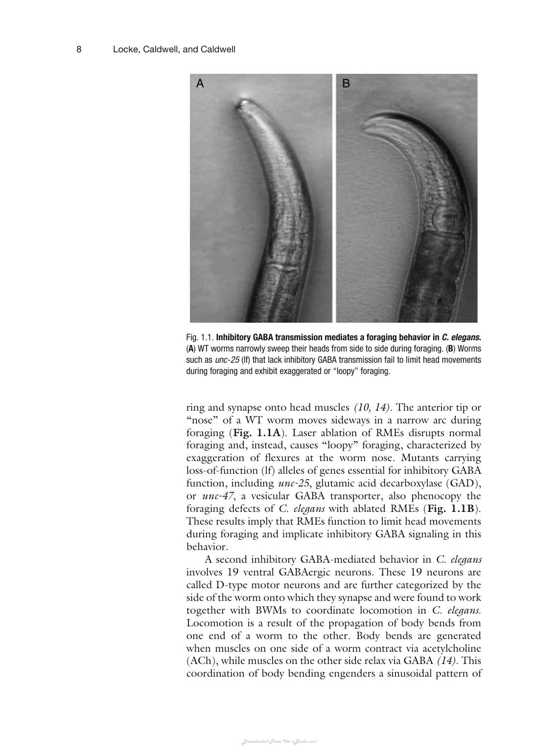 Animal Models Of Epilepsy Methods And Innovations