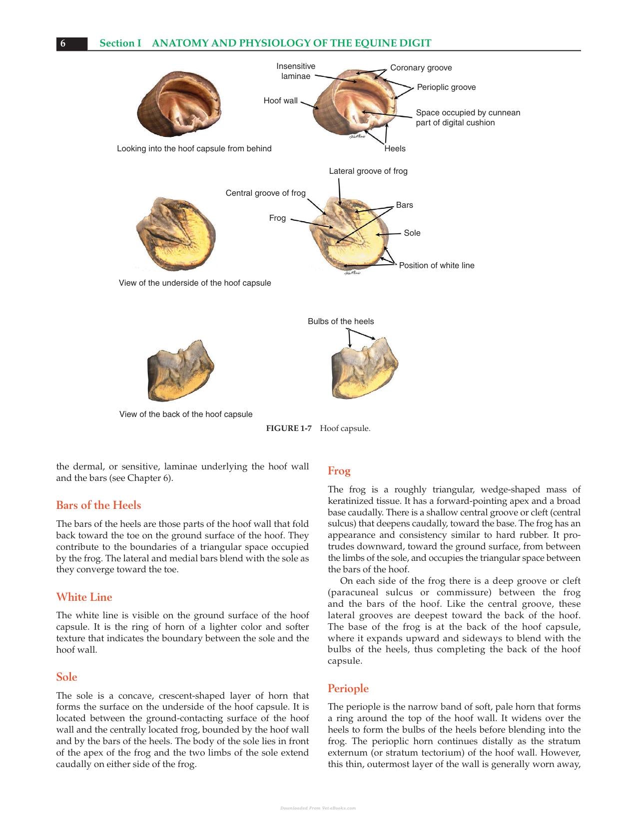 Equine Podiatry