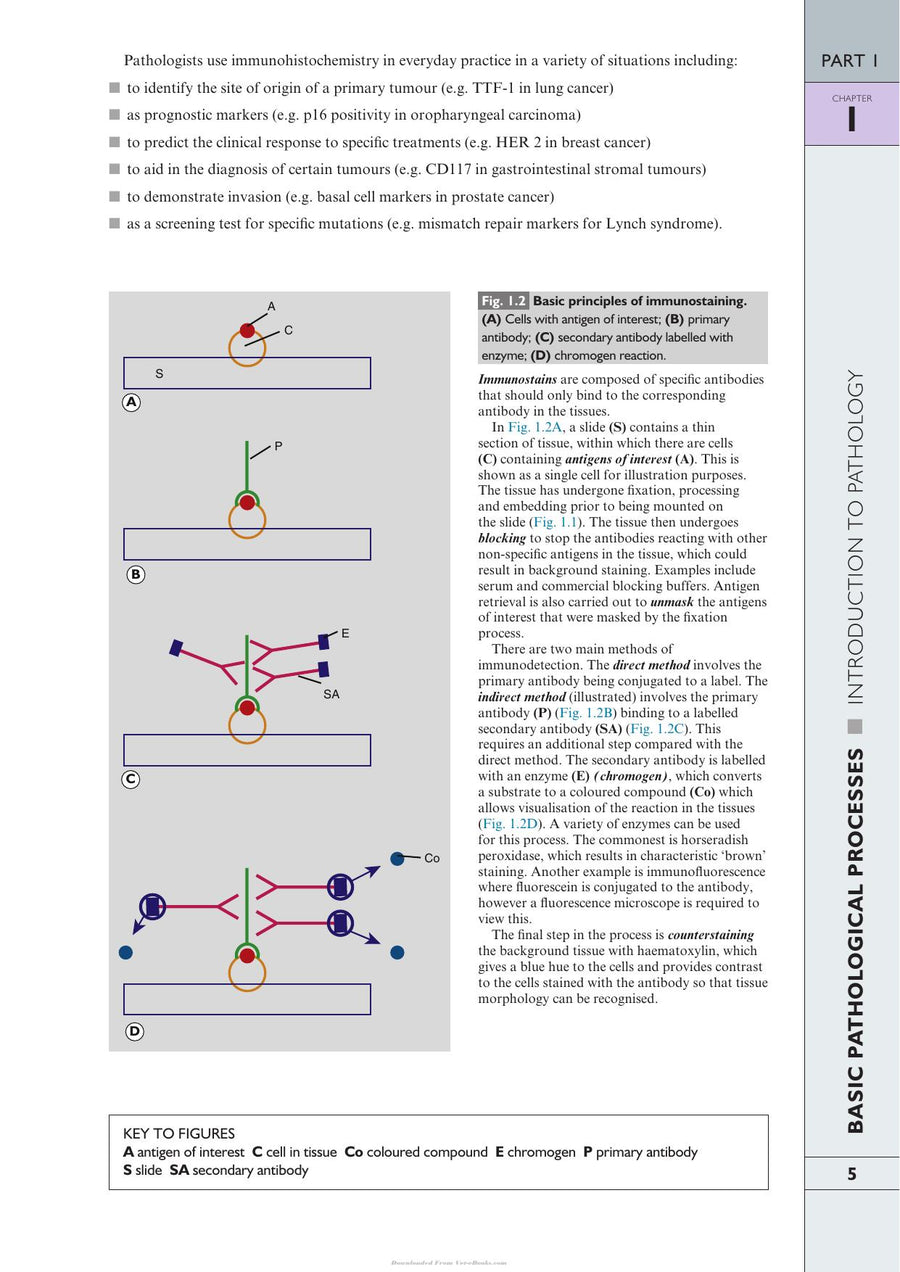 Preview page of Wheater’s Pathology: A Text, Atlas and Review of Histopathology, 6th Edition