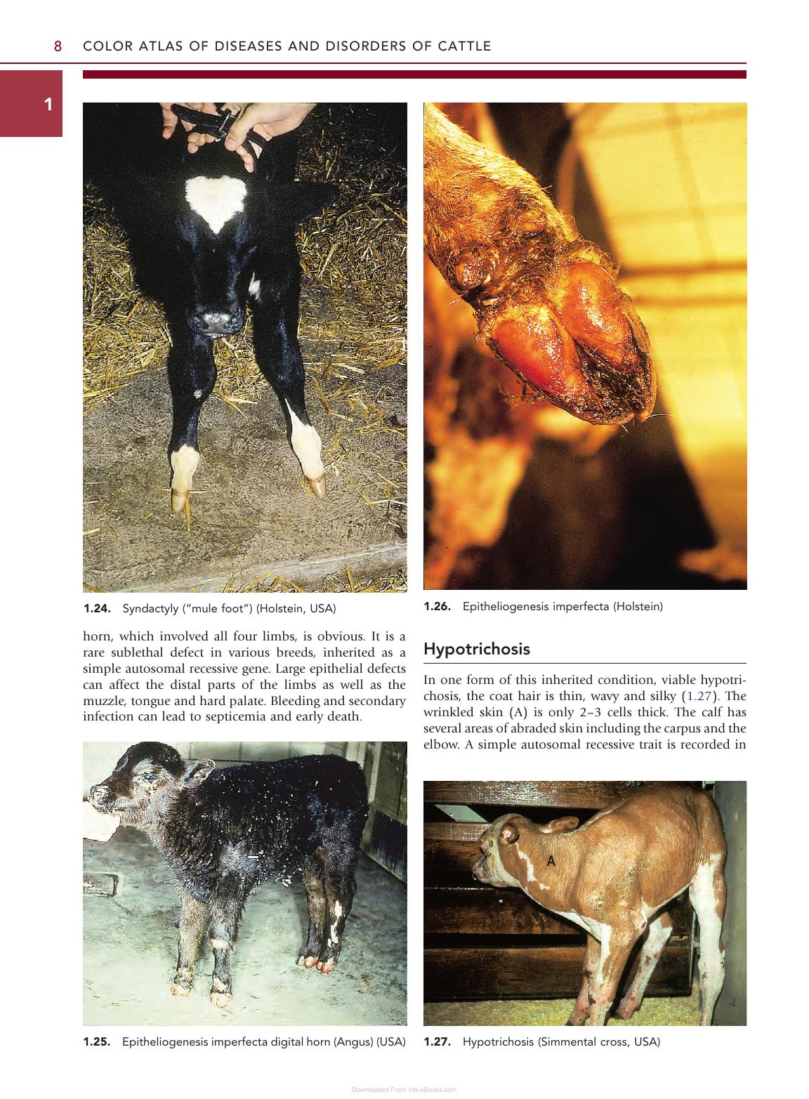 Color Atlas Diseases Disorders Cattle 3Rd Edition