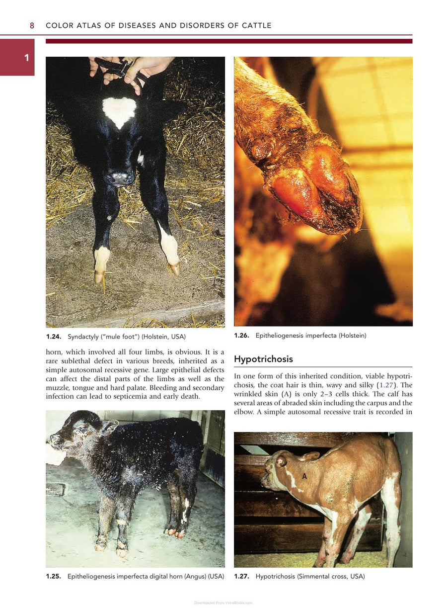 Preview page of Color Atlas Diseases Disorders Cattle 3rd Edition