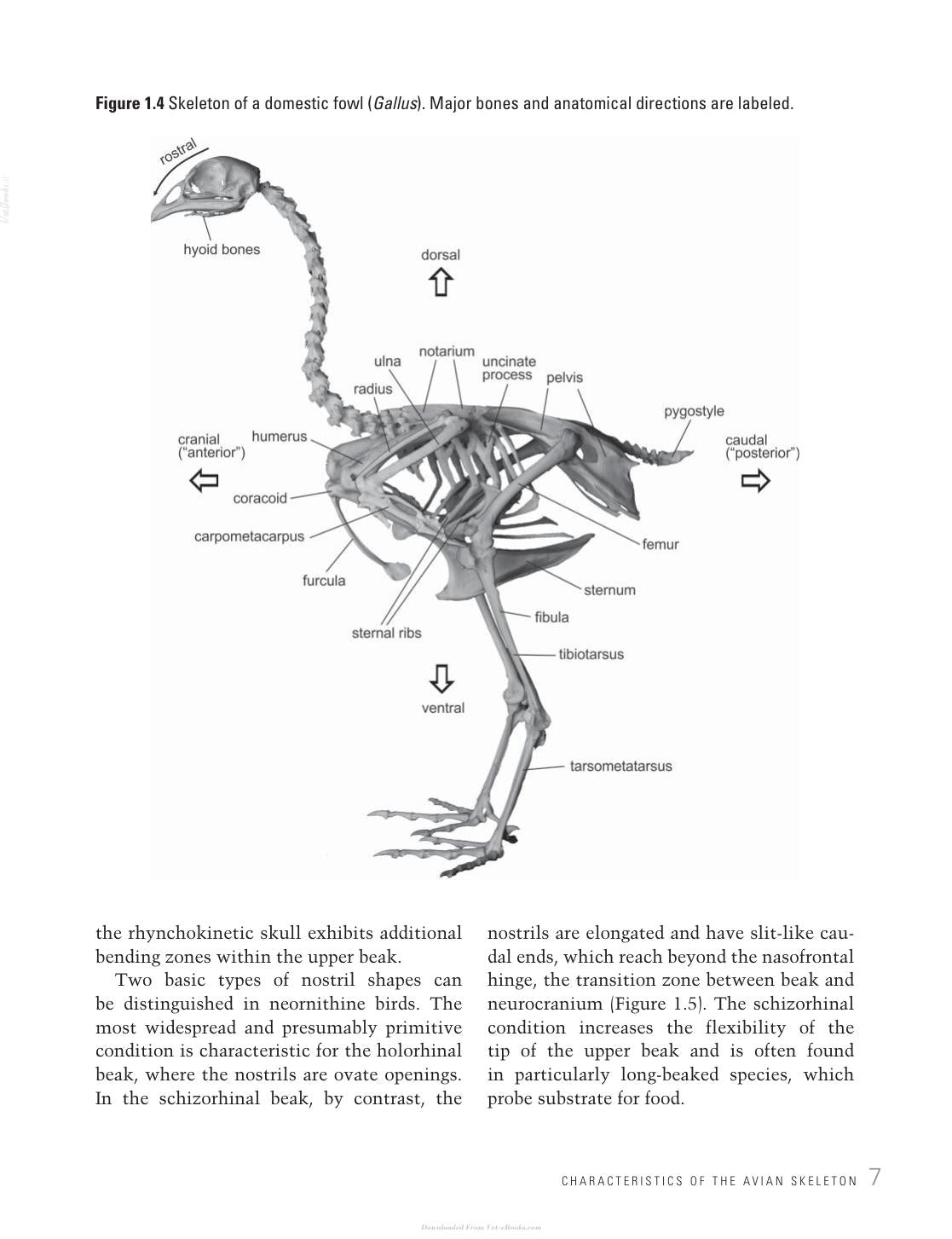 Avian Evolution The Fossil Record Of Birds And Its Paleobiological Significance