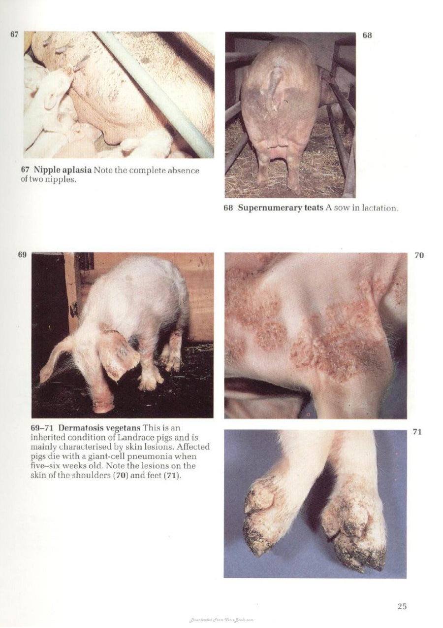 Preview page of A Colour Atlas of Diseases and Disorders of the Pig