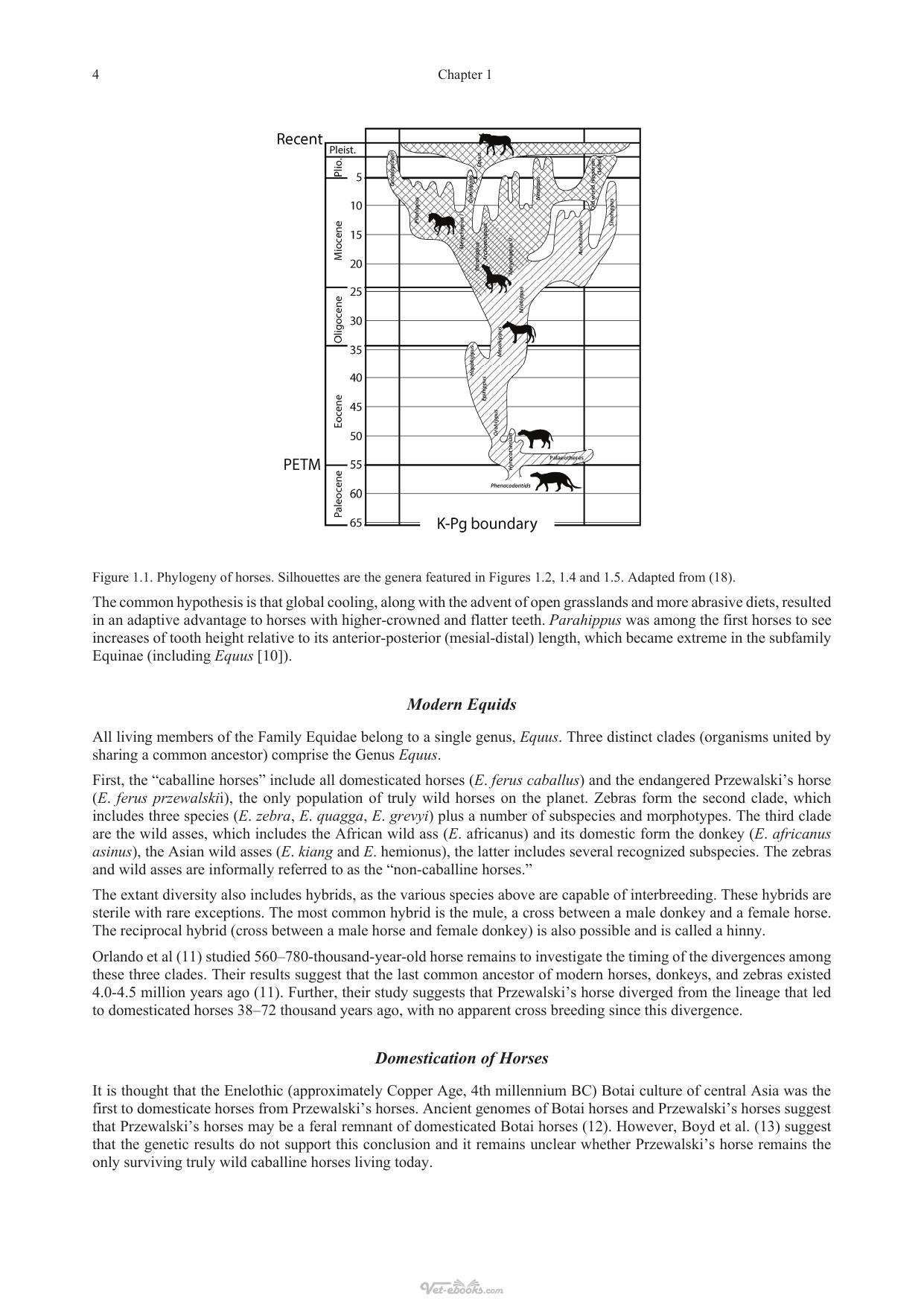 Equine Dentistry And Maxillofacial Surgery