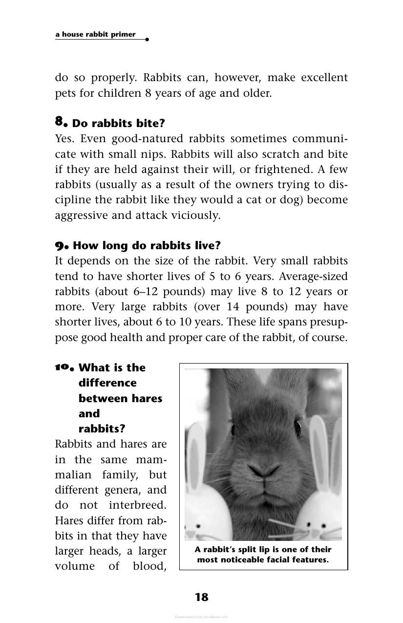 A House Rabbit Primer Understanding And Caring For Your Companion Rabbit