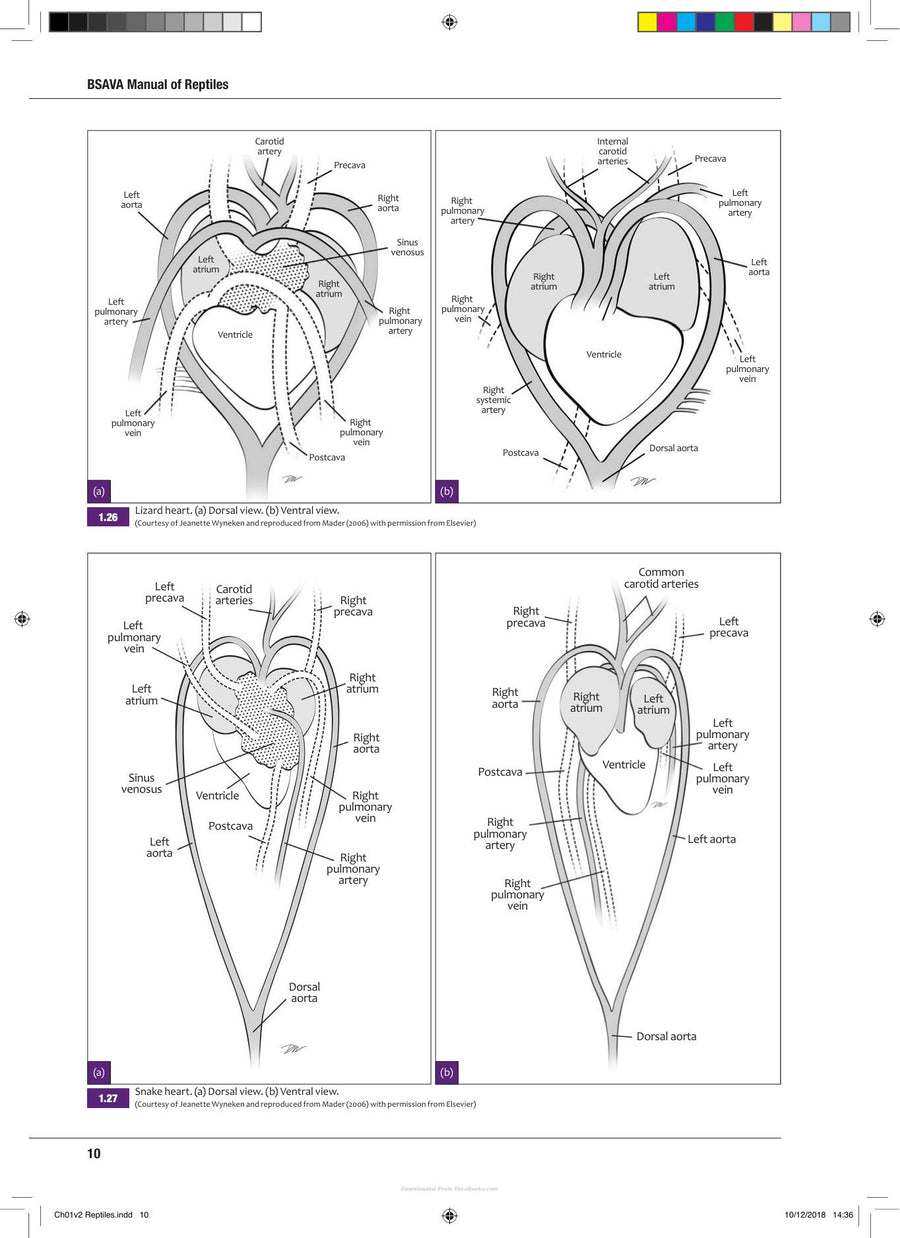 Preview page of Bsava Manual of Reptiles 3rd Edition
