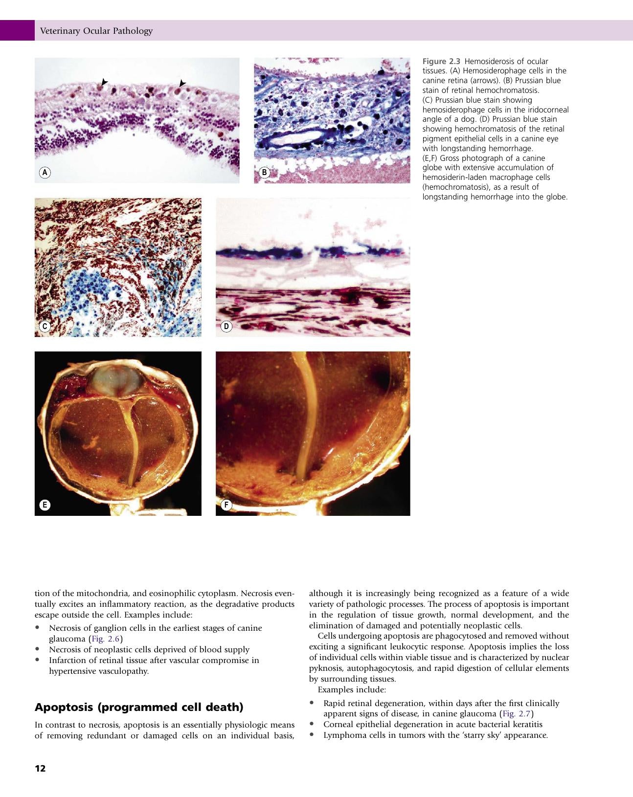Veterinary Ocular Pathology A Comparative Review