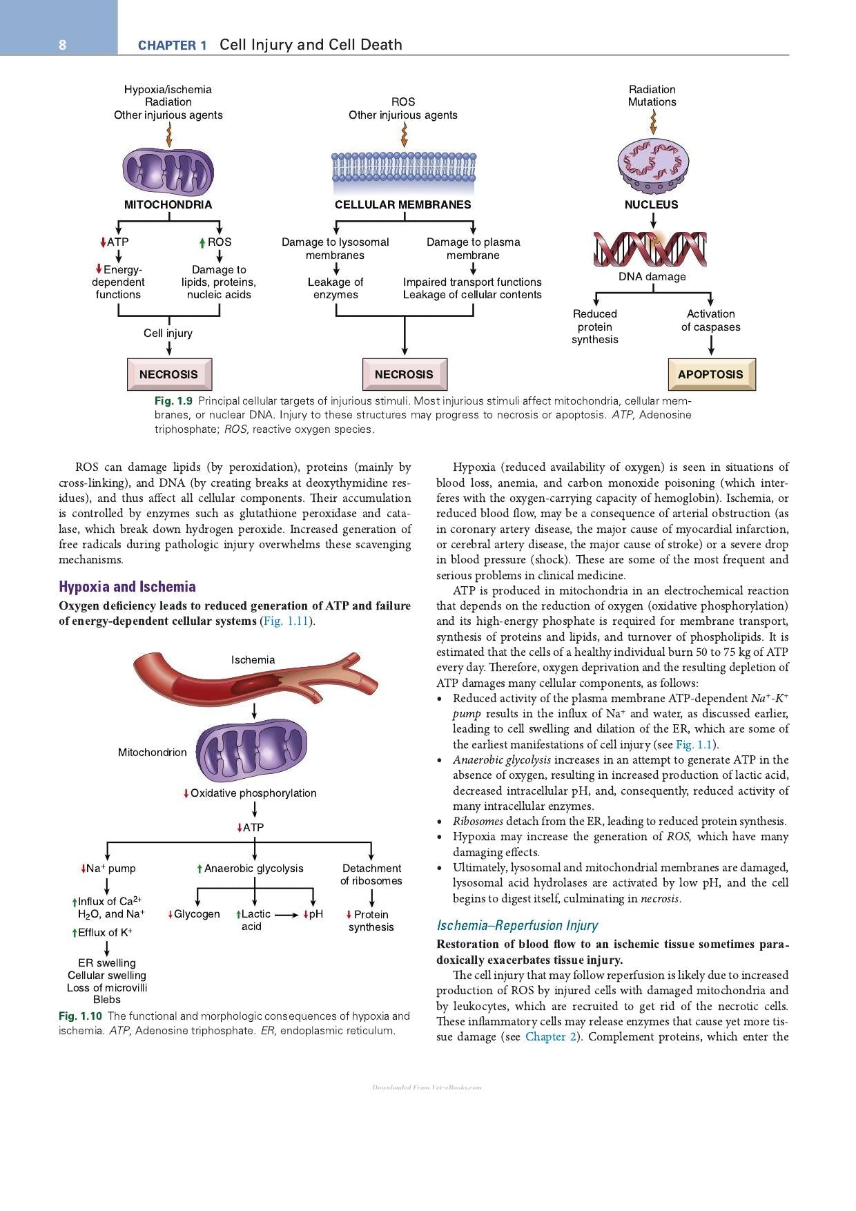 Robbins Essential Pathology