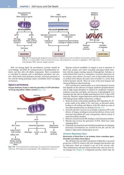 Robbins Essential Pathology