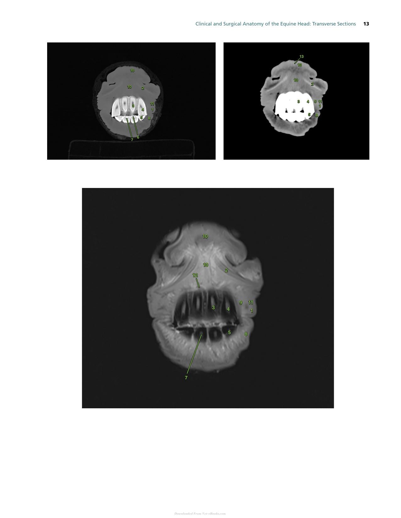 Atlas Of Clinical Imaging And Anatomy Of The Equine Head