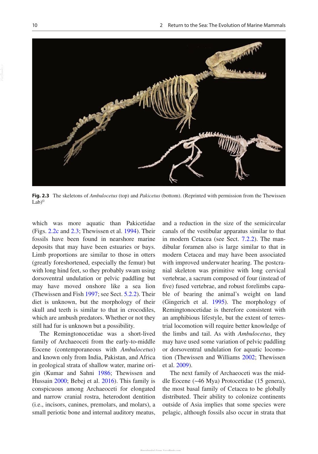 Marine Mammals Adaptations For An Aquatic Life