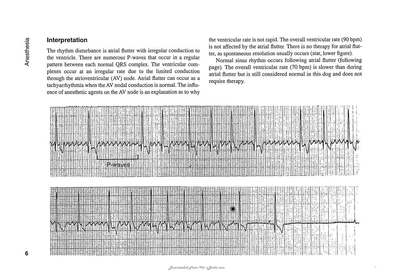 Ecg Interpretation In The Critically Ill Dog And Cat