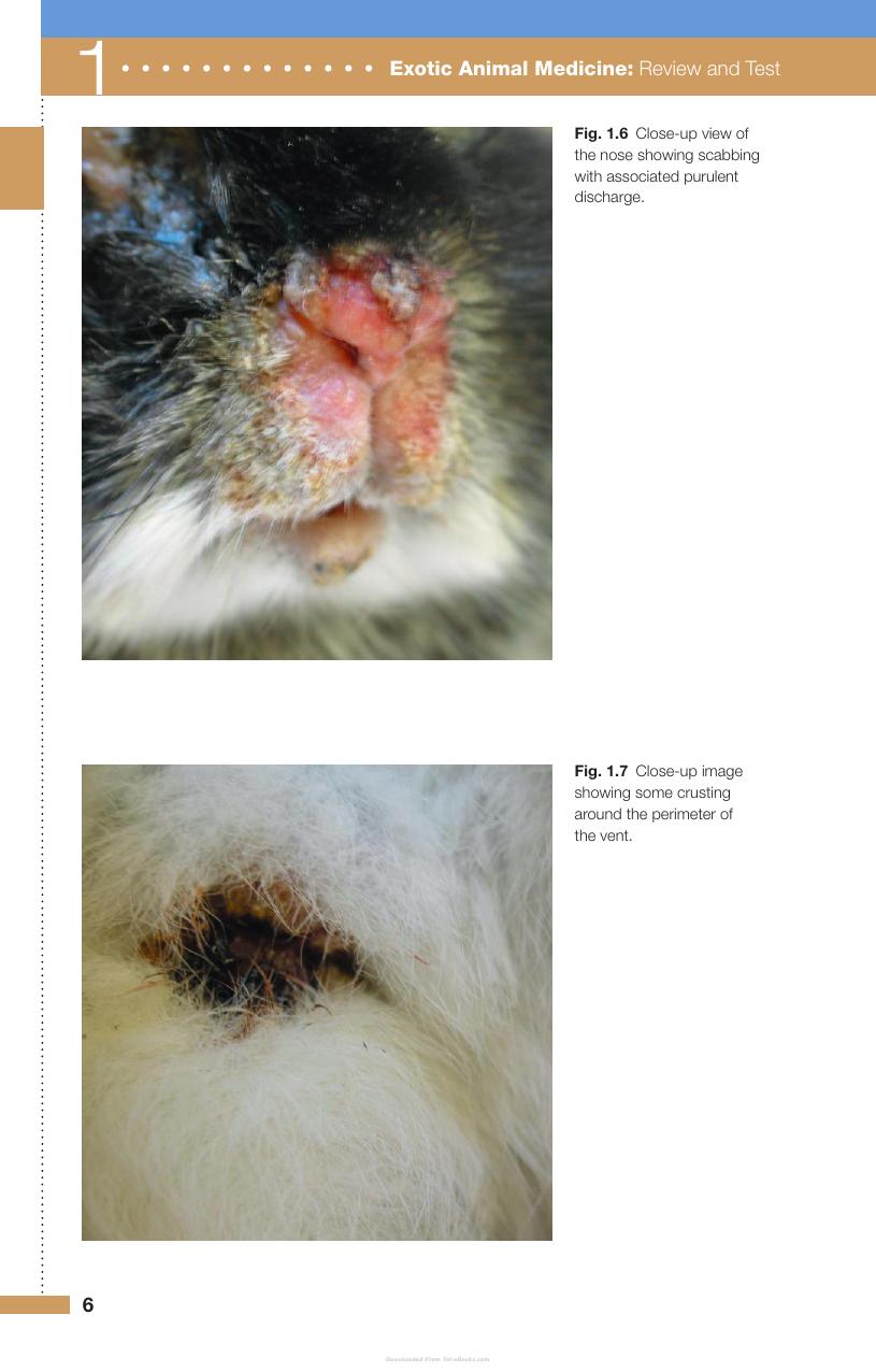 Exotic Animal Medicine Review And Test