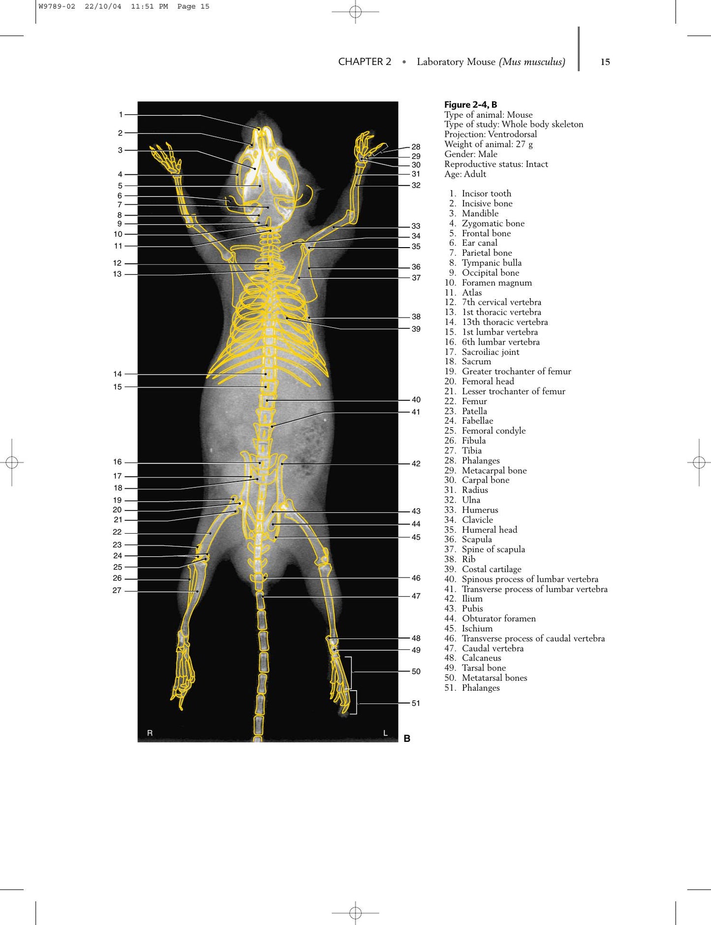 Radiology Of Rodents Rabbits And Ferrets An Atlas Of Normal Anatomy And Positioning