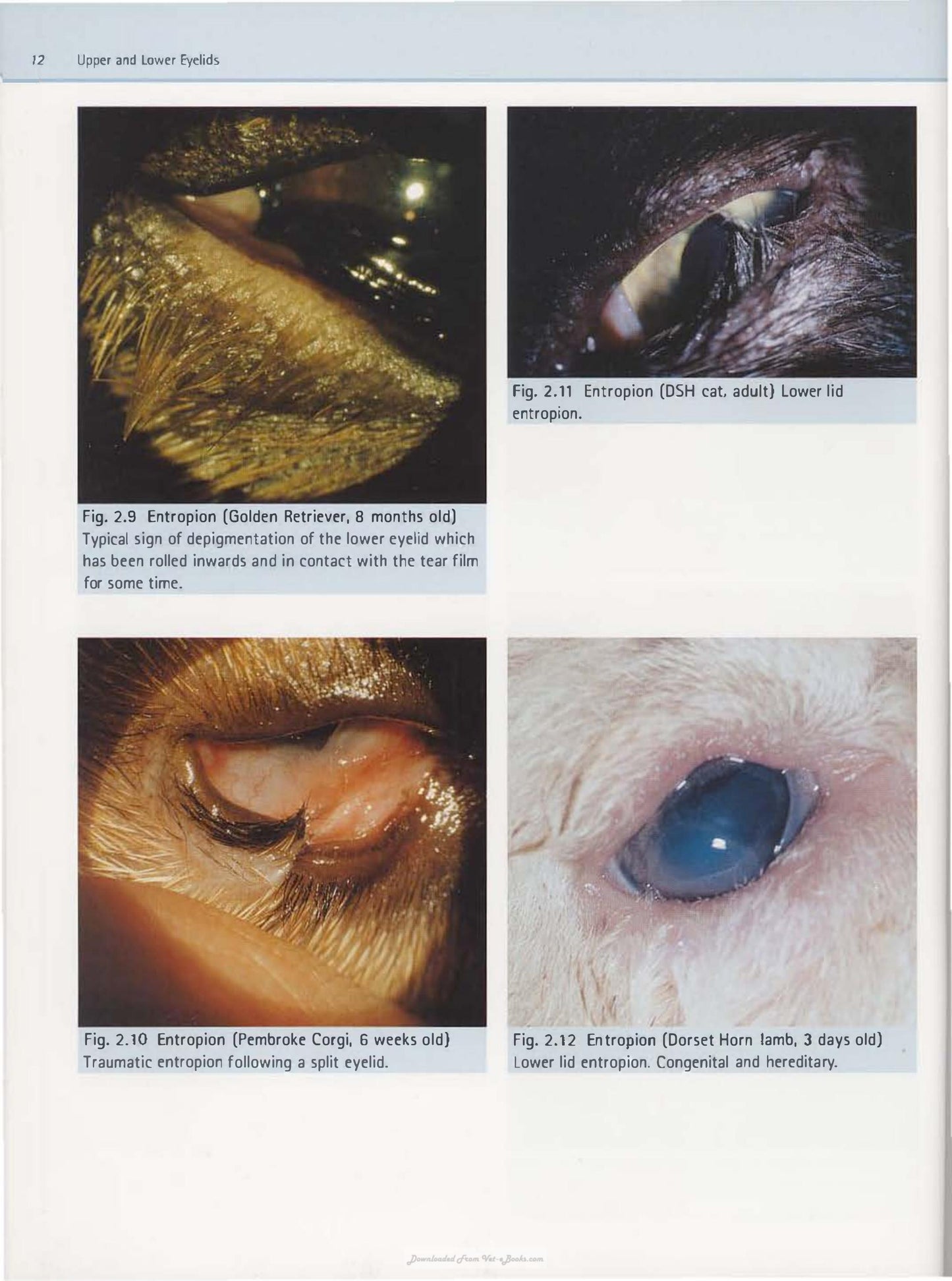 Diagnostic Atlas Of Veterinary Ophthalmology