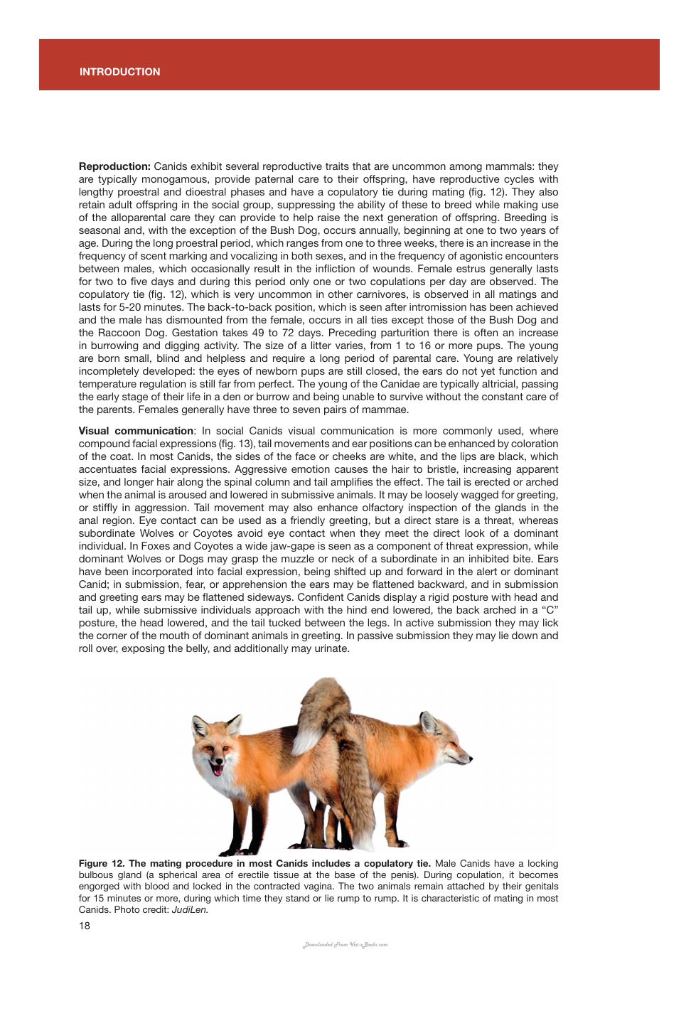 Canids Of The World Wolves Wild Dogs Foxes Jackals Coyotes And Their Relatives