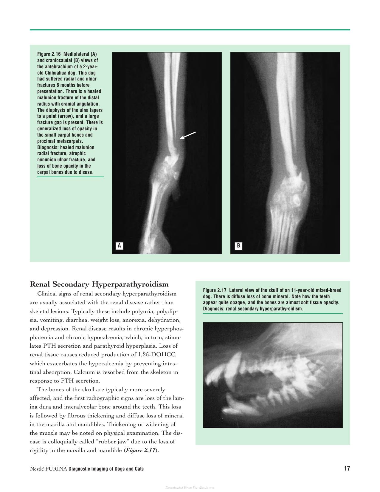 Diagnostic Imaging Of Dogs And Cats