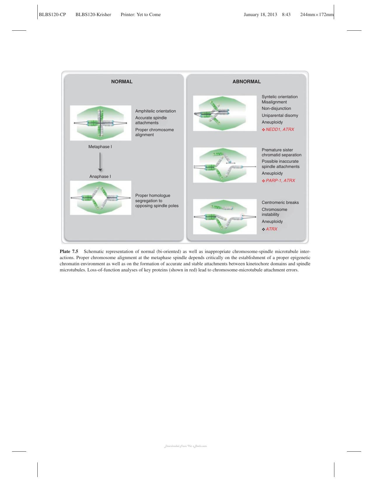 Oocyte Physiology And Development In Domestic Animals