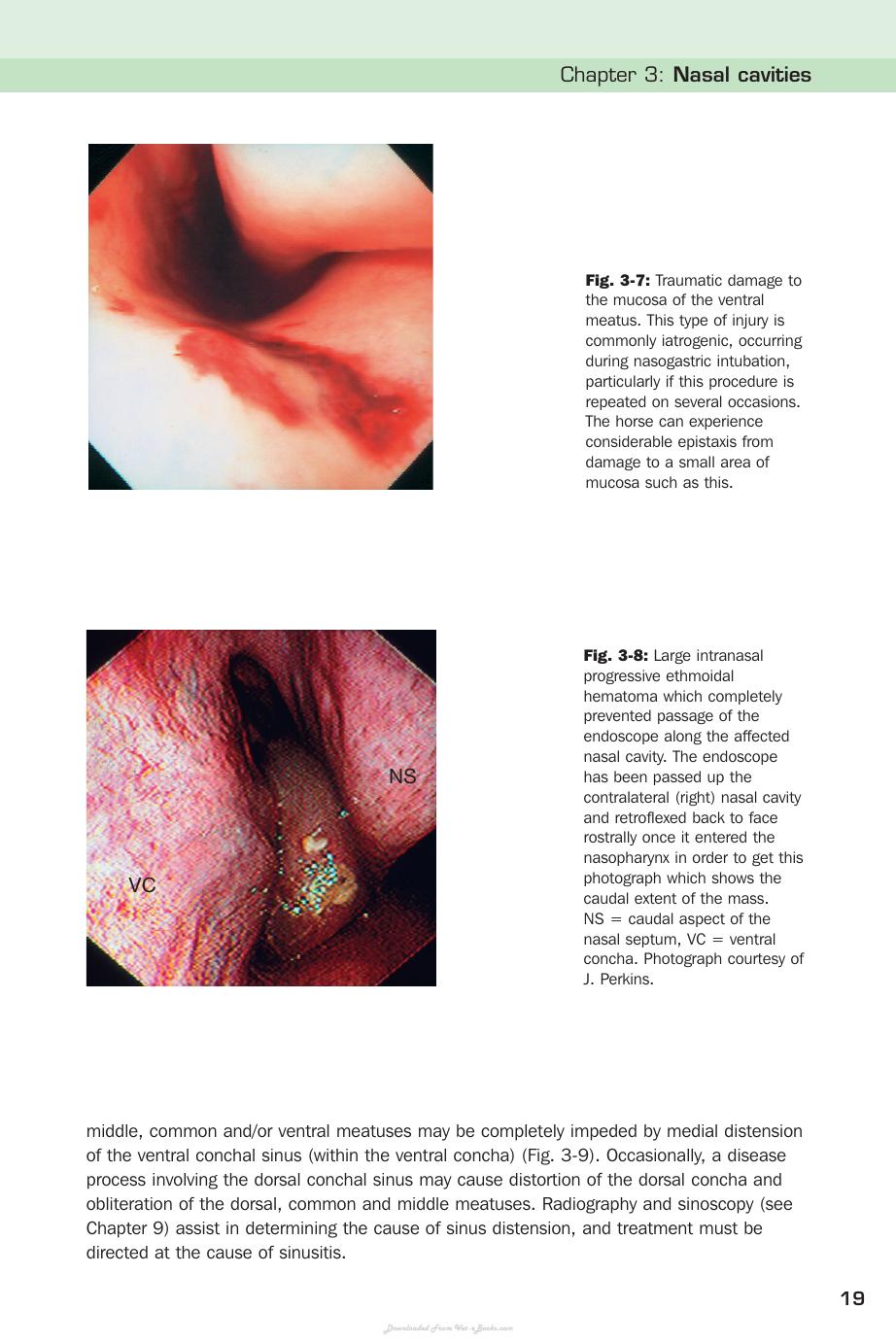 Handbook Of Equine Respiratory Endoscopy
