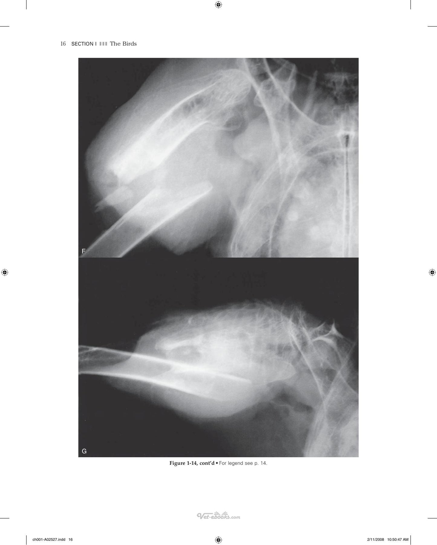 Veterinary Diagnostic Imaging Birds Exotic Pets And Wildlife