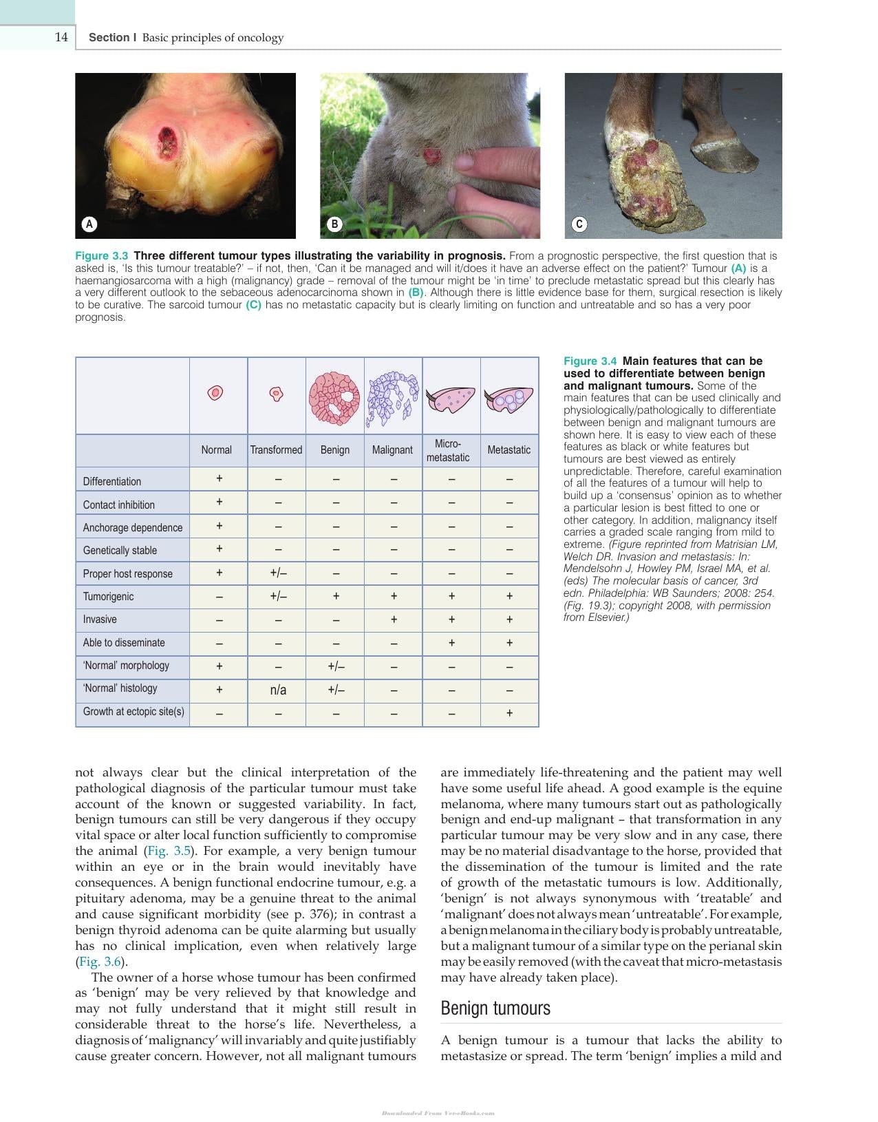 Clinical Equine Oncology