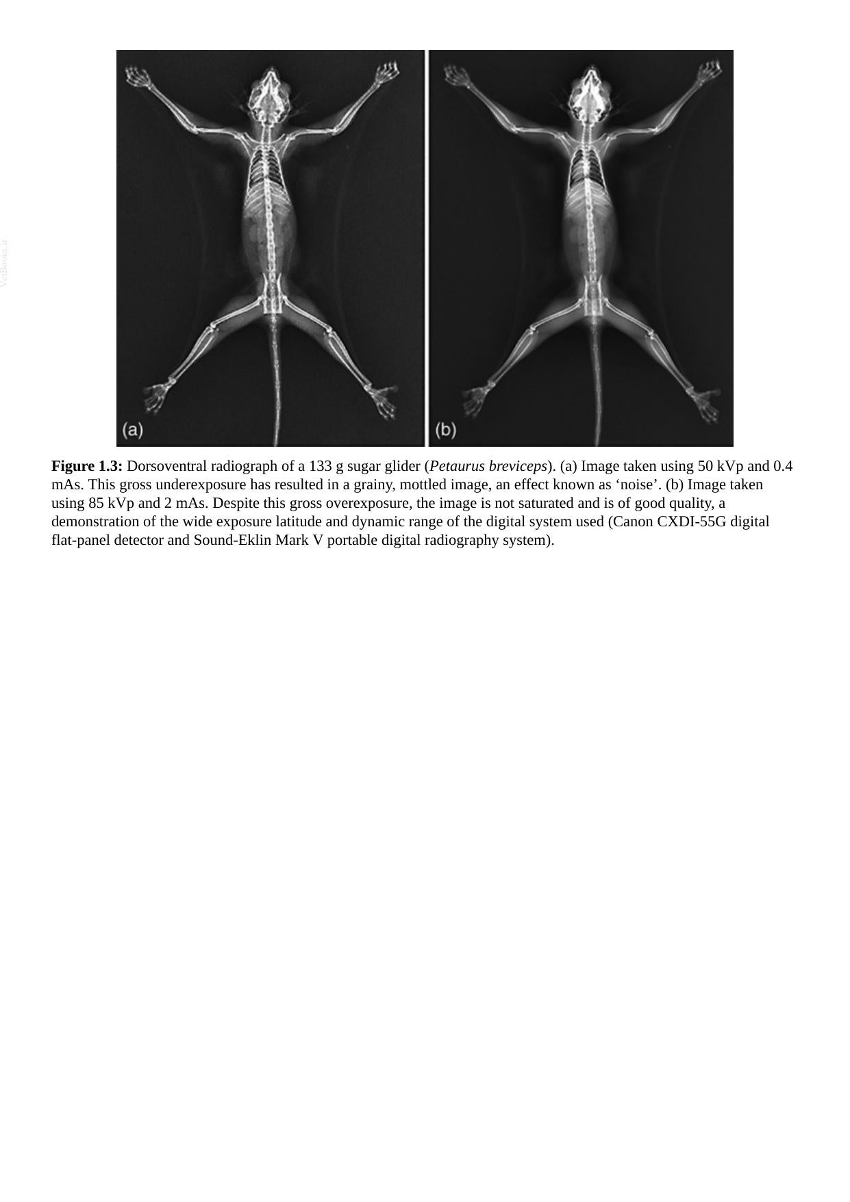 Radiology Of Australian Mammals