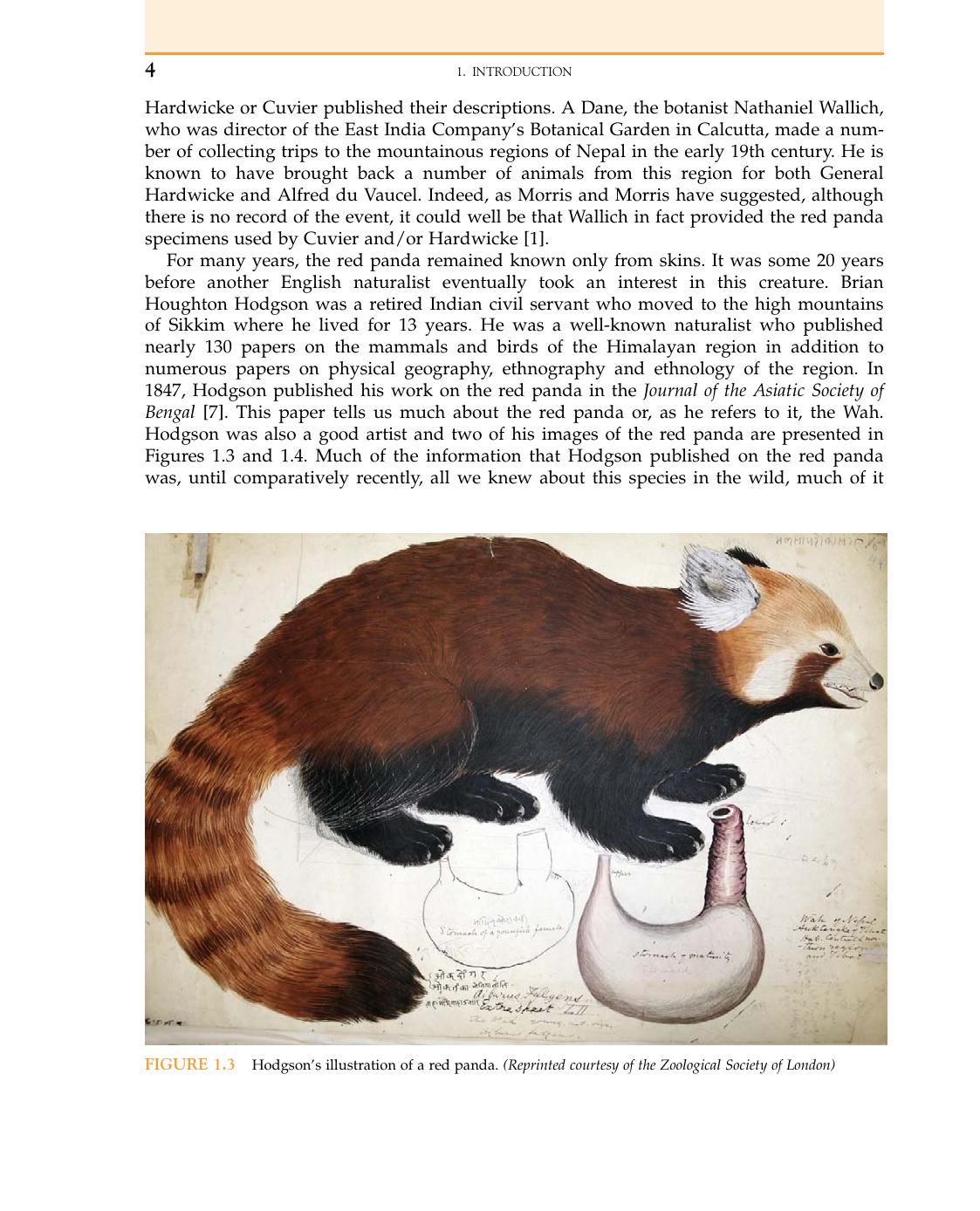 Red Panda Biology And Conservation Of The First Panda