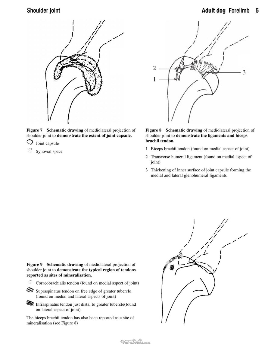 Preview page of An Atlas of Interpretative Radiographic Anatomy of the Dog and Cat 2nd Edition