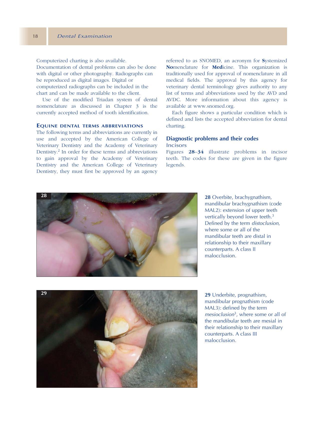 Principles Of Equine Dentistry