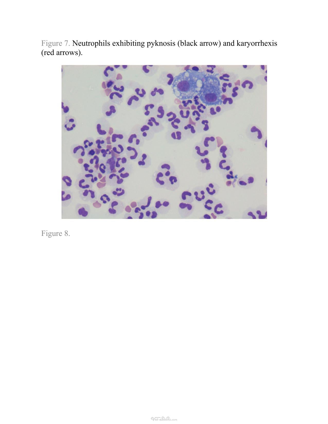 Atlas Of Diagnostic Cytology In Small Animals