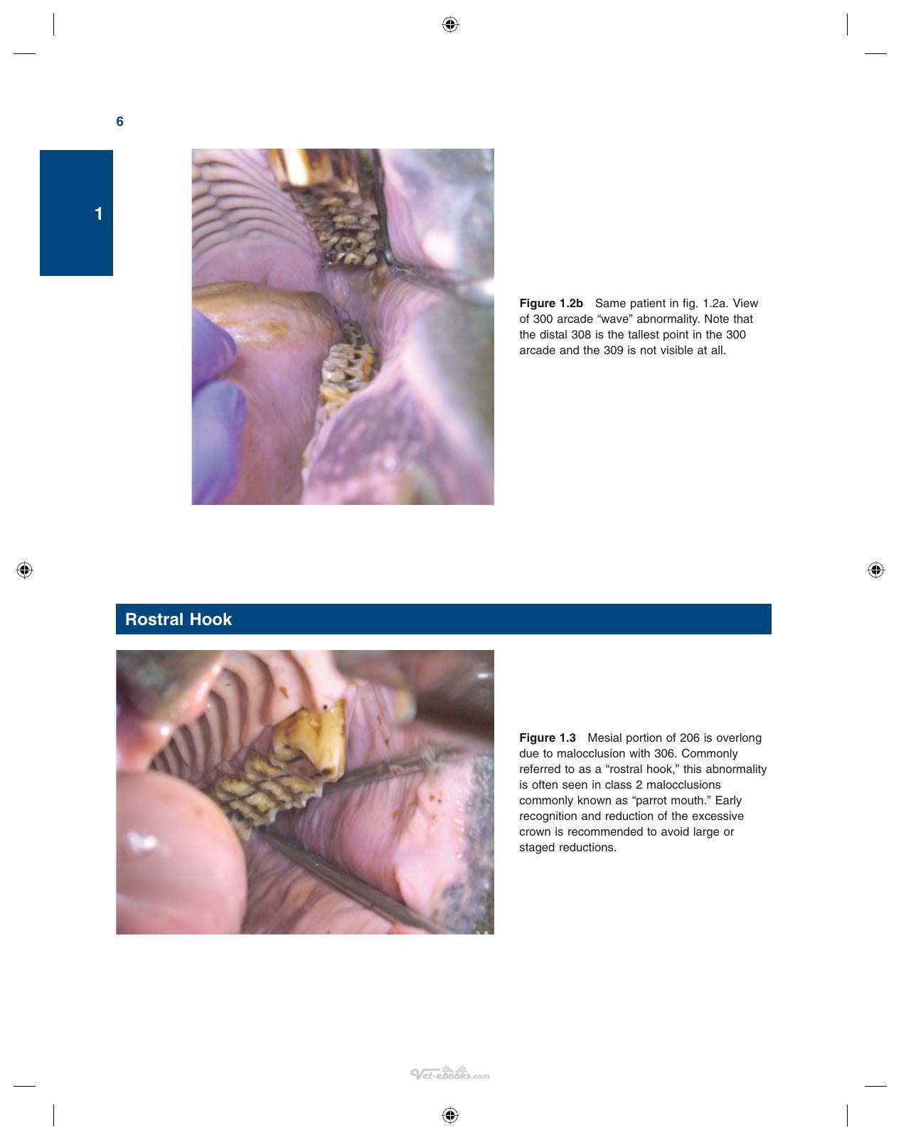Illustrated Guide To Equine Diseases