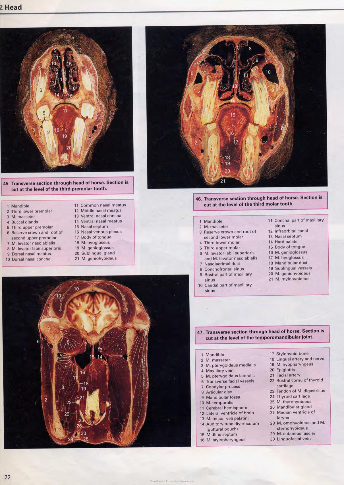 Color Atlas Of Large Animal Applied Anatomy 1St Edition