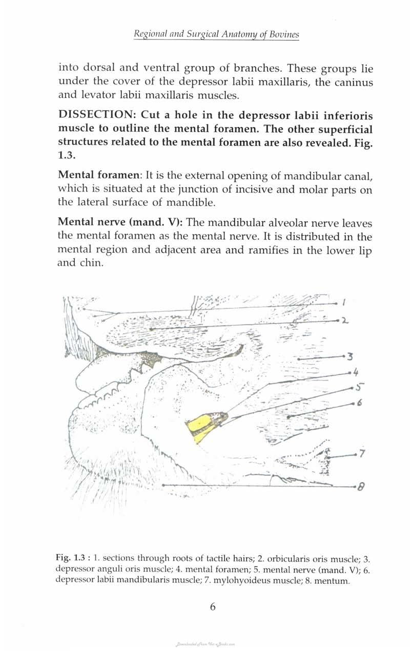 Regional And Surgical Anatomy Of Bovines