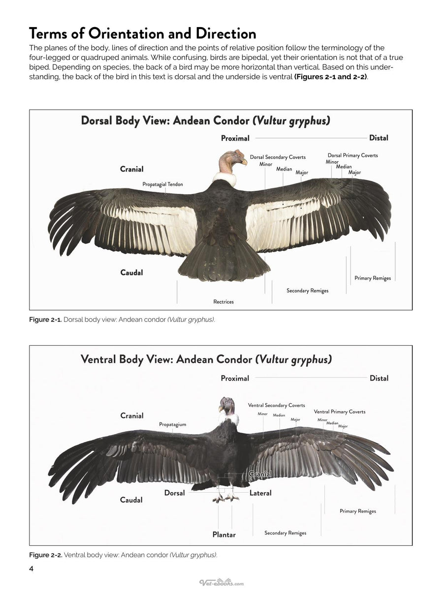 Preview page of Avian Surgical Anatomy and Orthopedic Management 2nd Edition