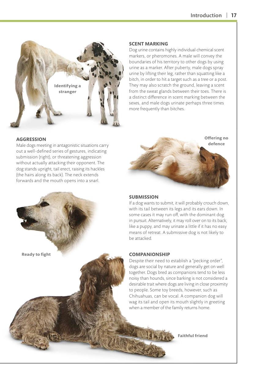 Dogs Dk Handbooks